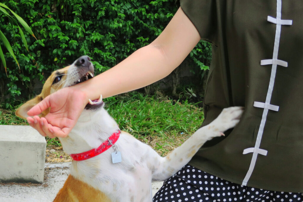 Dog mouths persons arm